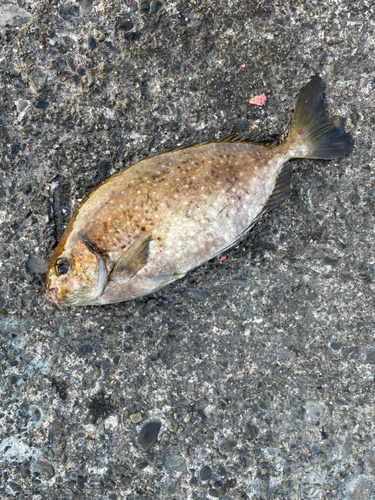 アイゴの釣果