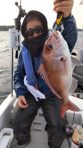 マダイの釣果