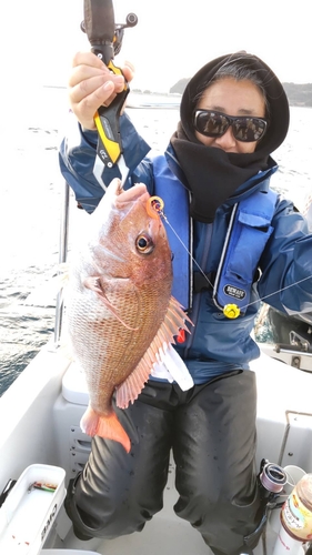 マダイの釣果