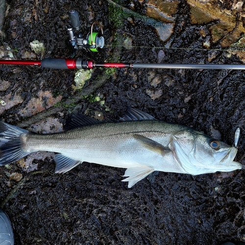 スズキの釣果