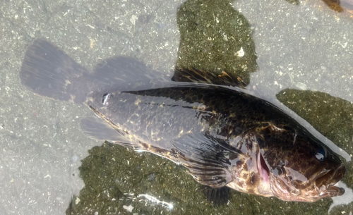 クロソイの釣果