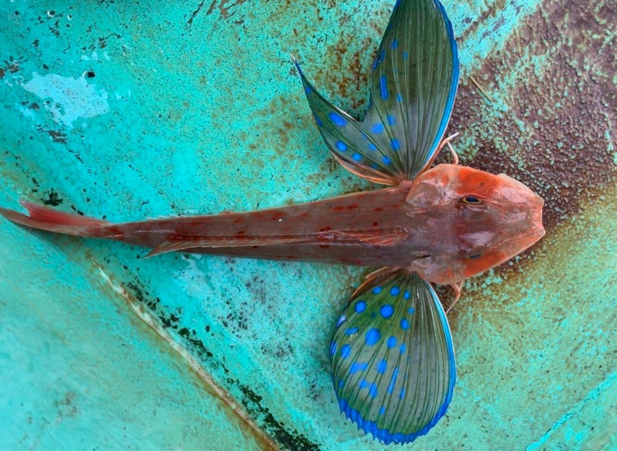 山人だから海が好きさんの釣果 1枚目の画像