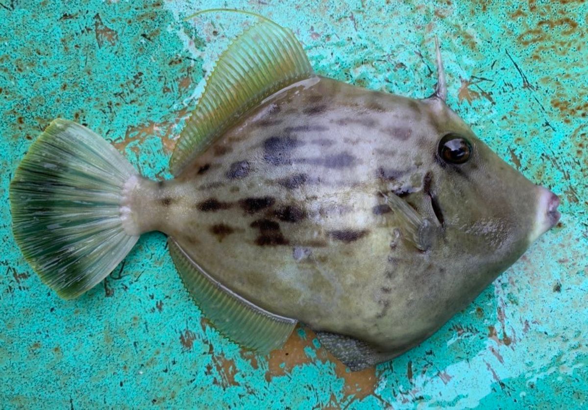 山人だから海が好きさんの釣果 2枚目の画像