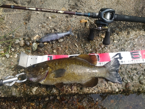 スモールマウスバスの釣果