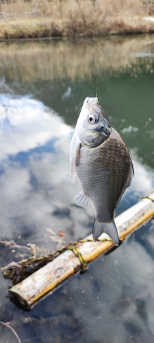 ヘラブナの釣果