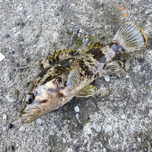 タケノコメバルの釣果