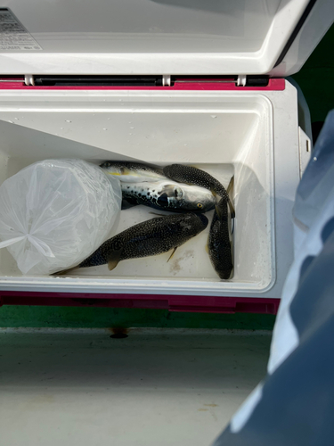 ショウサイフグの釣果