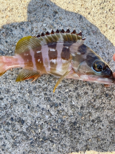 アカハタの釣果