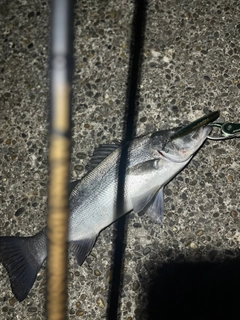 ヒラスズキの釣果