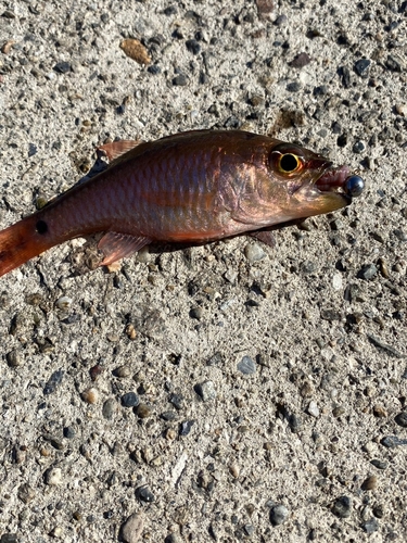 ネンブツダイの釣果