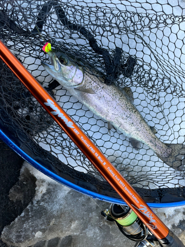 ニジマスの釣果