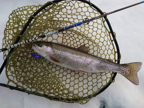 ニジマスの釣果