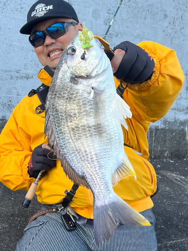 キビレの釣果