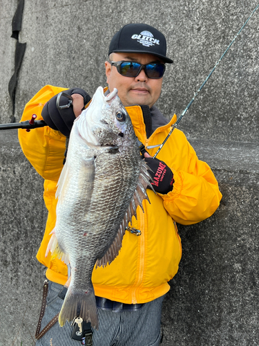 キビレの釣果