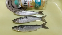 ボラの釣果