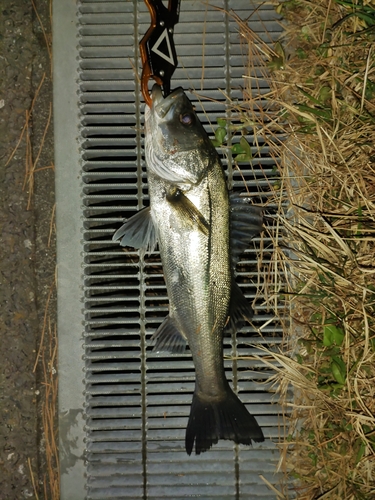 フッコ（マルスズキ）の釣果