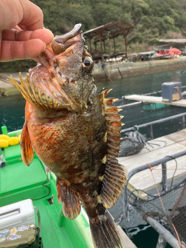 カサゴの釣果