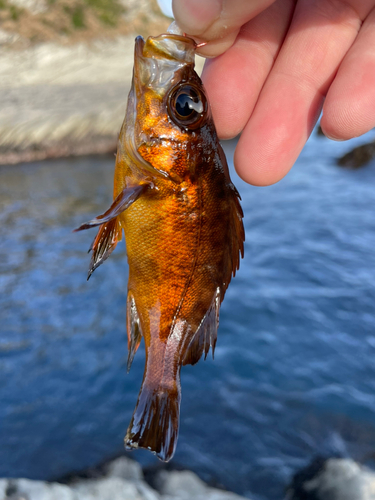 メバルの釣果