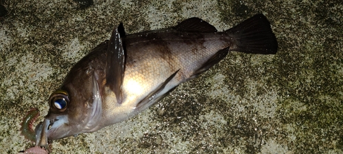 クロメバルの釣果