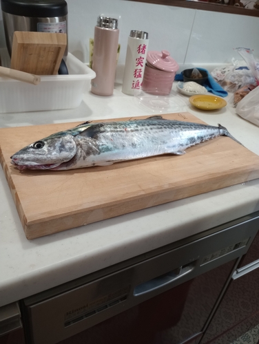 サゴシの釣果