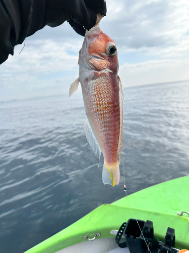 アマダイの釣果