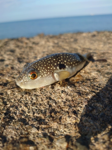 フグの釣果