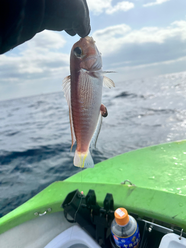 アマダイの釣果