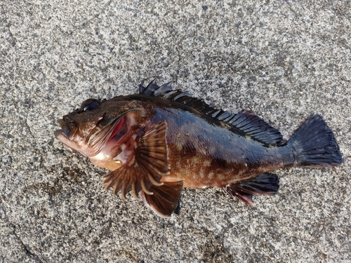 カサゴの釣果