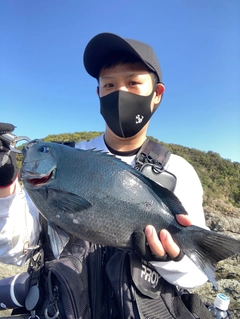 グレの釣果