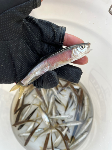 オイカワの釣果