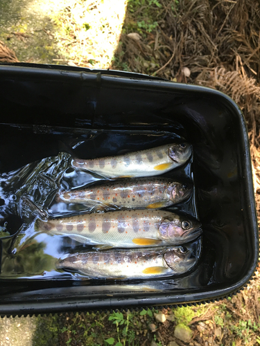 アマゴの釣果