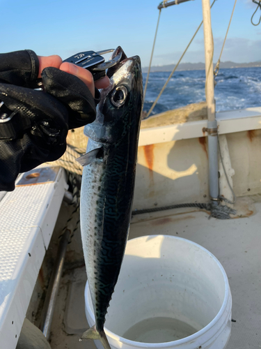 ゴマサバの釣果