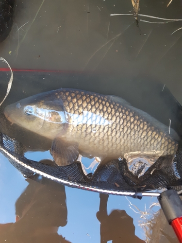 ニゴイの釣果