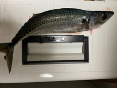 マサバの釣果