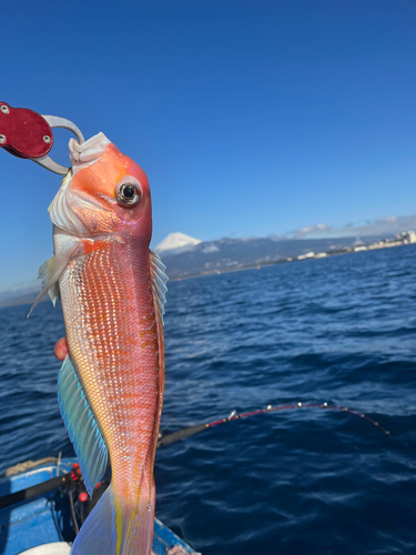 アマダイの釣果