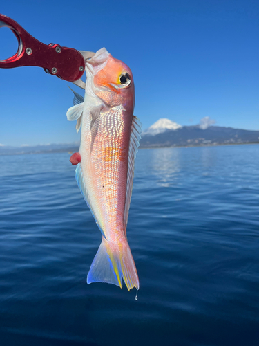 アマダイの釣果