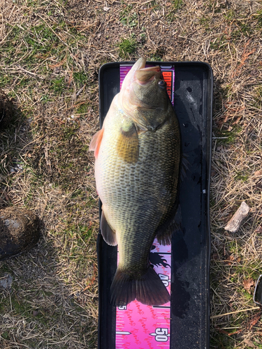 ブラックバスの釣果