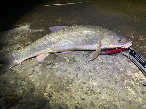 マルタウグイの釣果