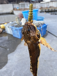 カジカの釣果