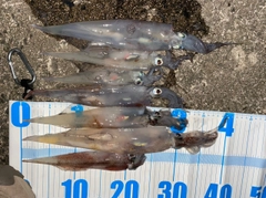 ヤリイカの釣果