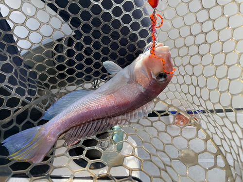 アマダイの釣果