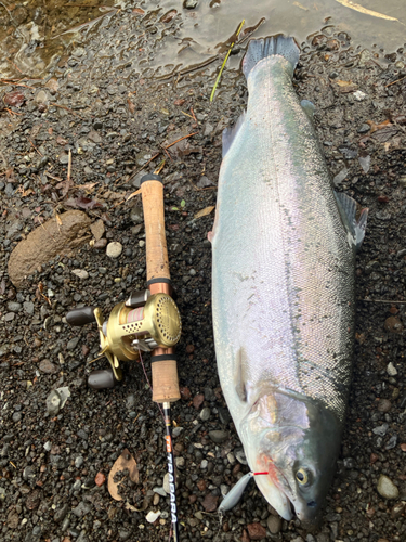 ニジマスの釣果