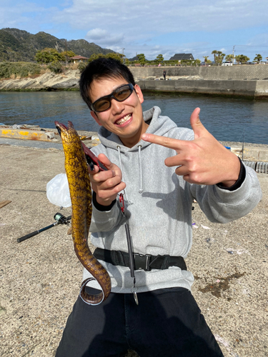 ウツボの釣果