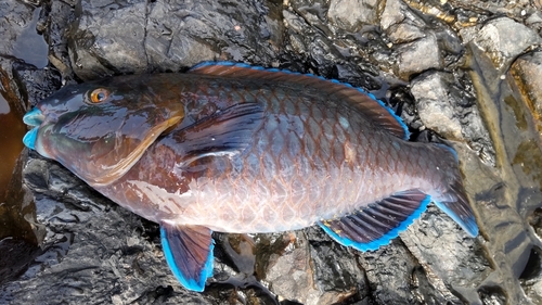 ヘダイの釣果