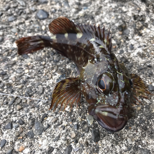 カサゴの釣果