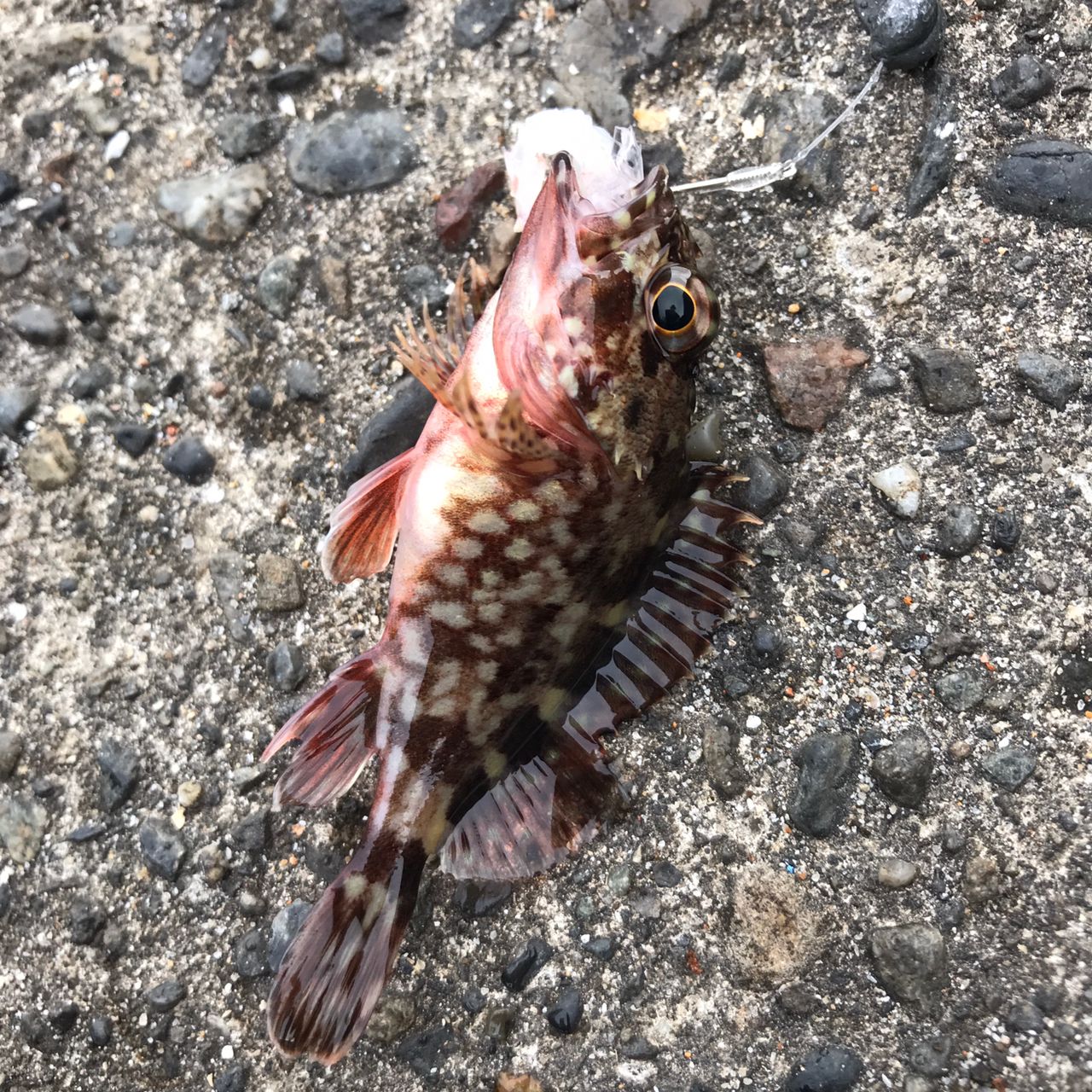 カサゴ