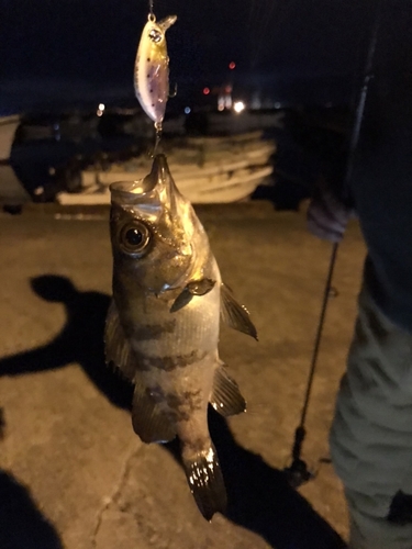 メバルの釣果