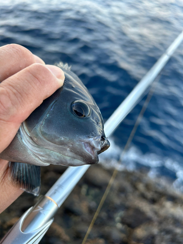 メジナの釣果