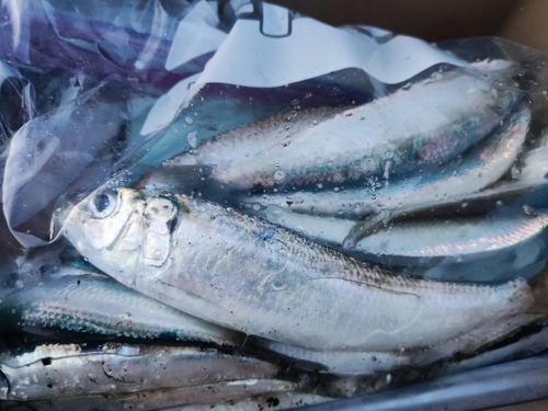 カタボシイワシの釣果