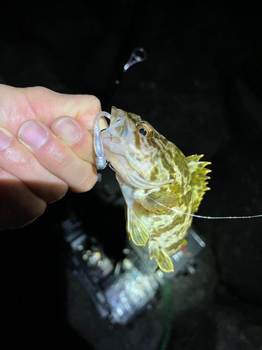 タケノコメバルの釣果